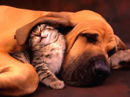 Chaton chien